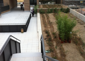 garden boxes